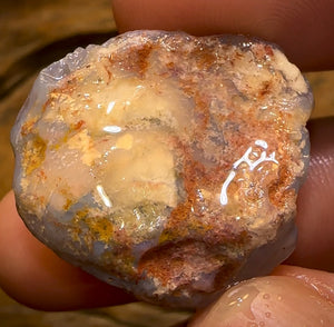 Auction Fall-Through = Your Gain! 🔥 Now More Than 50% Off RRP 🚨 49.1cts - Opalised Shell Rare Geological Specimen from South Australia