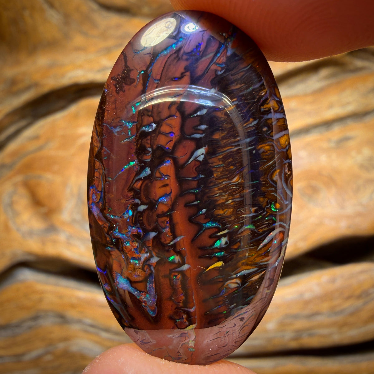 45.4cts - Tribal Koroit Nut Opal. Double Sided