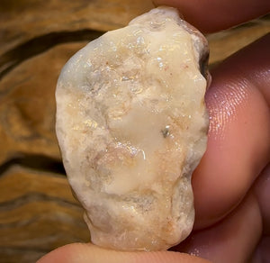 🔨 AUCTION 🔨 No Reserve 61.4cts - Opalised Shell Rare Geological Specimen from South Australia