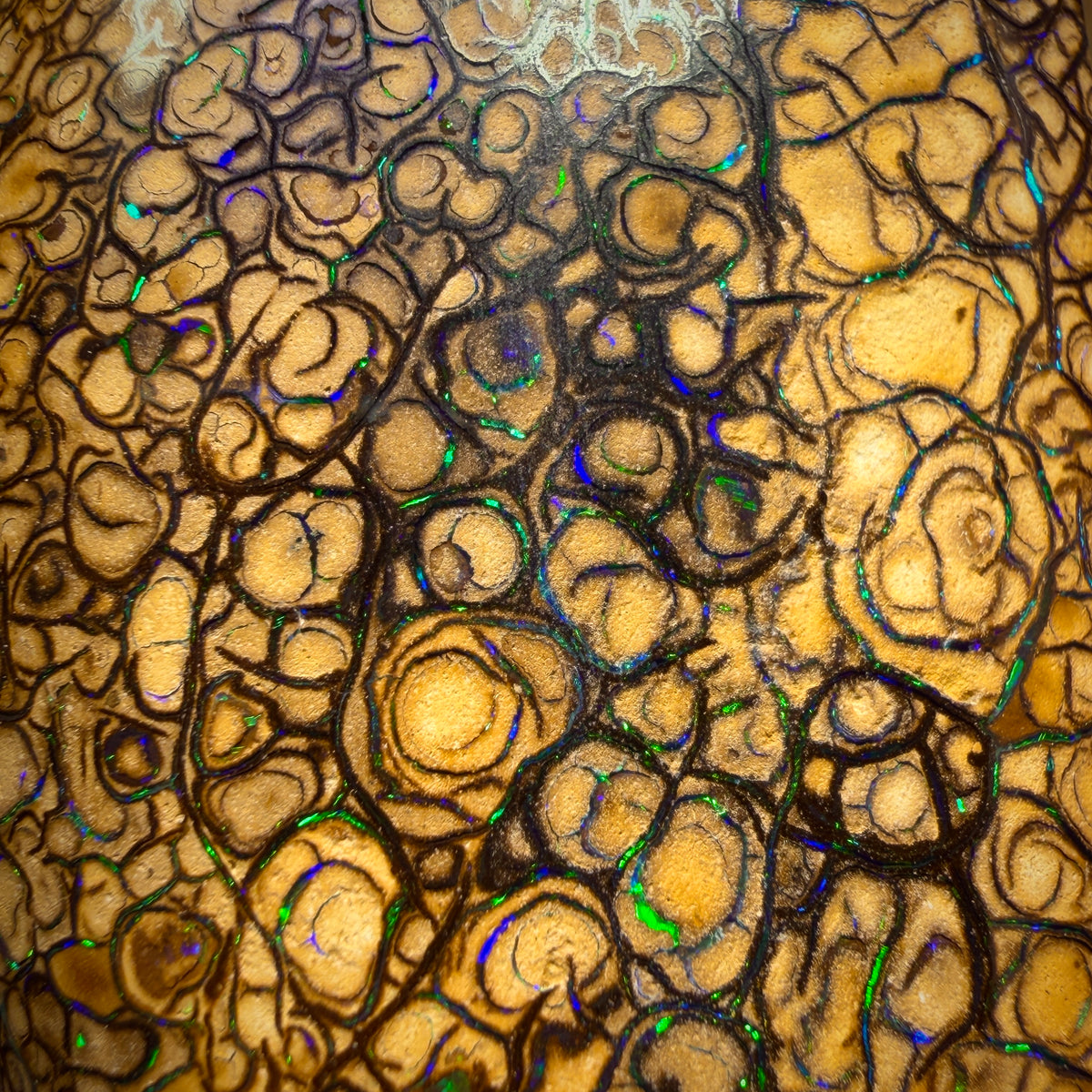 (AO) 107.6cts - Large Tan Tribal Queensland Boulder Opal from Yowah