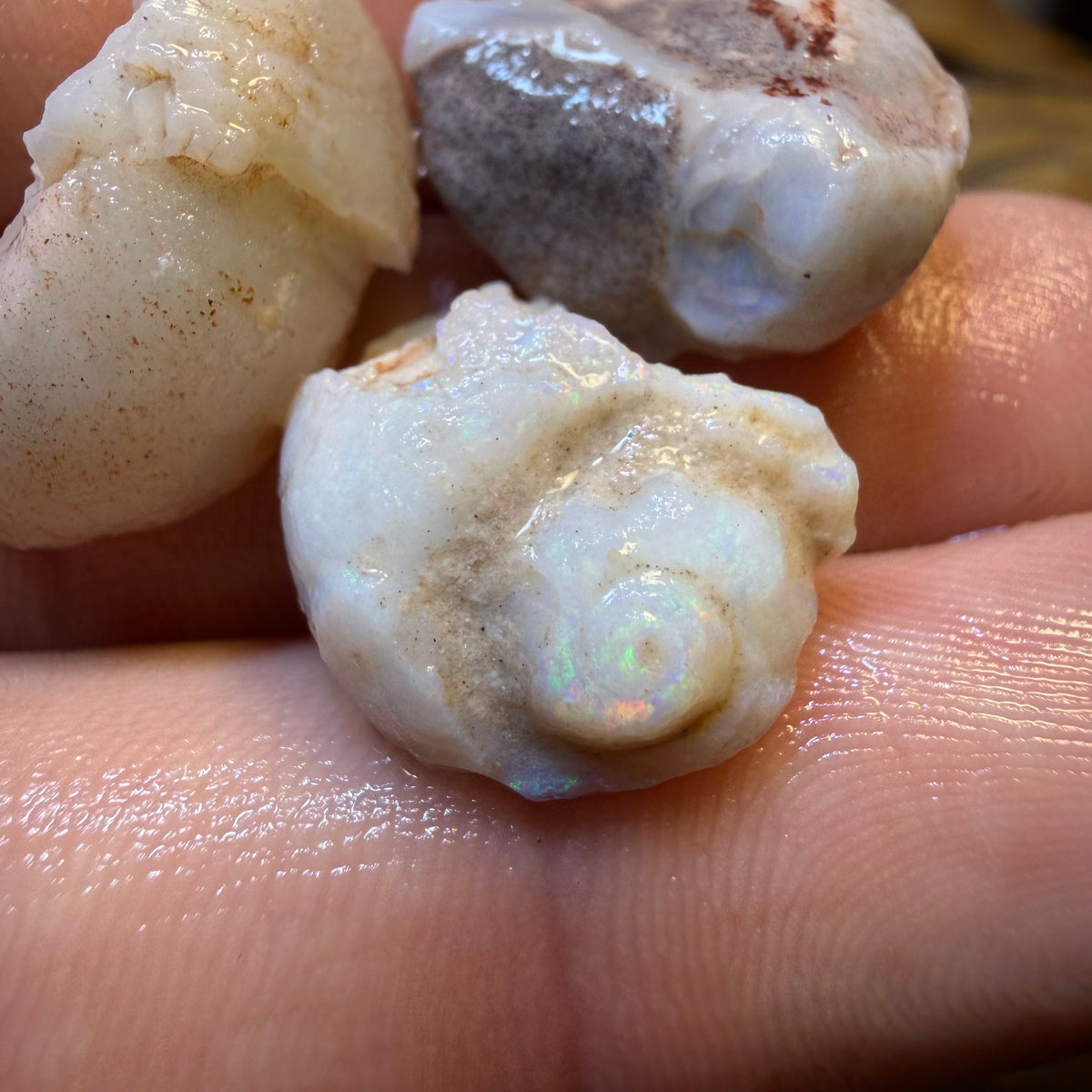 Dad Card! 34.2cts - 3x RARE Gastropods Natural Opalised Snail Shell Fossils
