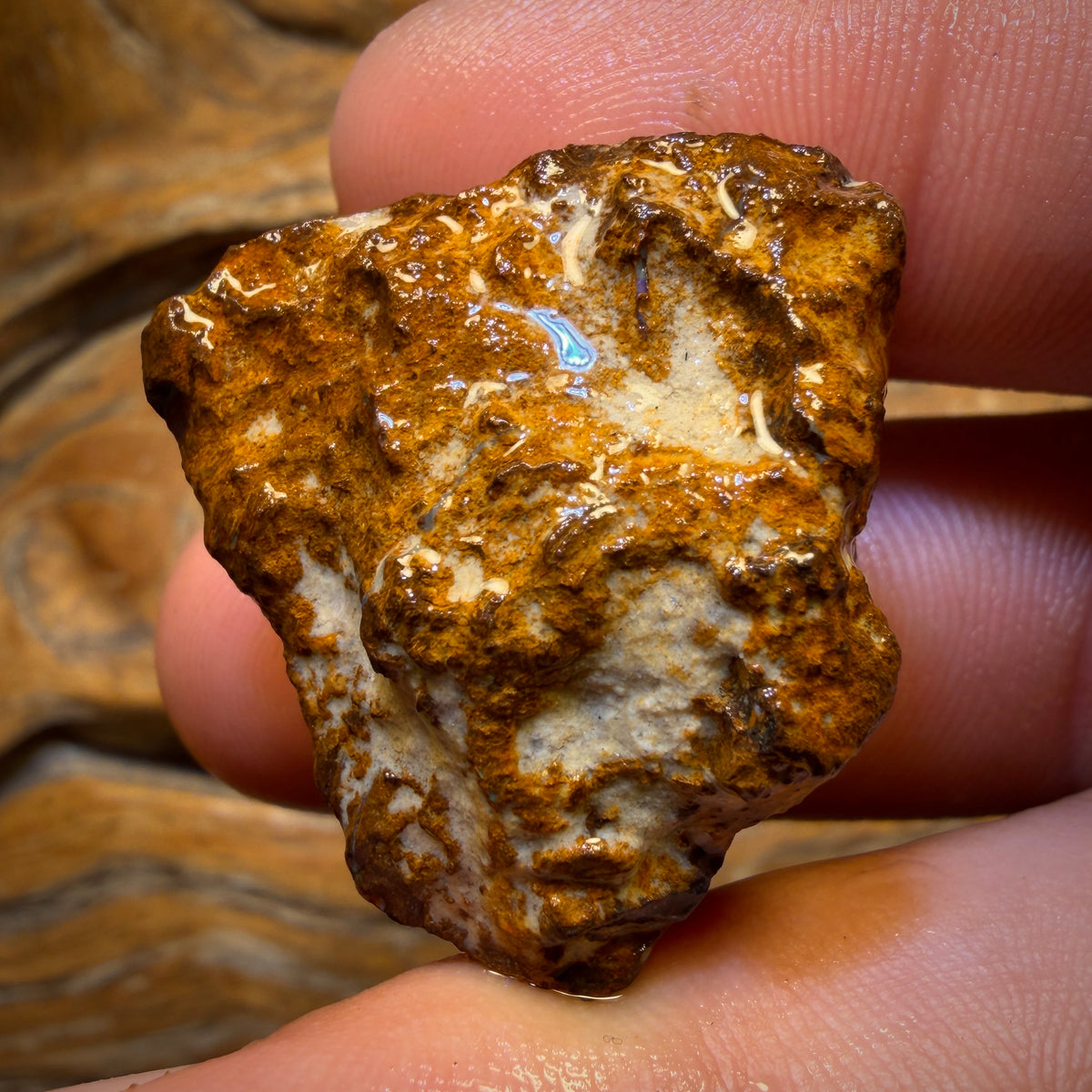 92.1cts - Vegetation Fossil Replacement Boulder Opal Rough Piece