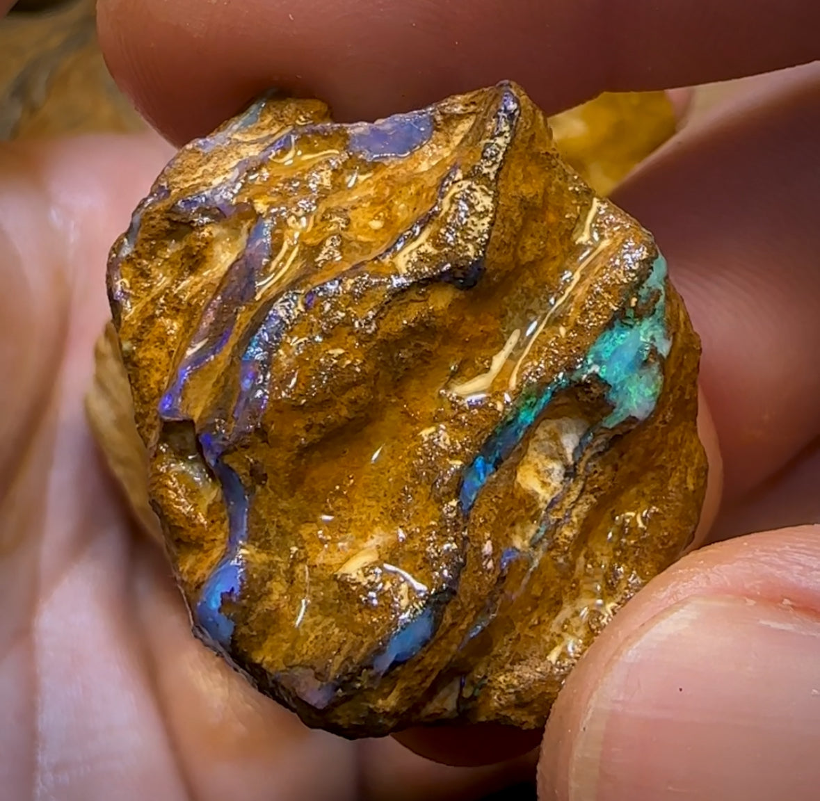 541.5cts - 7x Opalised Wood/Vegetation Fossil Rough Parcel from Yowah