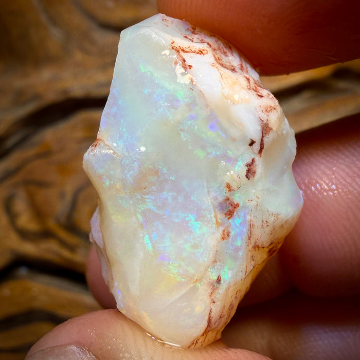 47.8cts - Opalised Shell Geological Specimen from South Australia