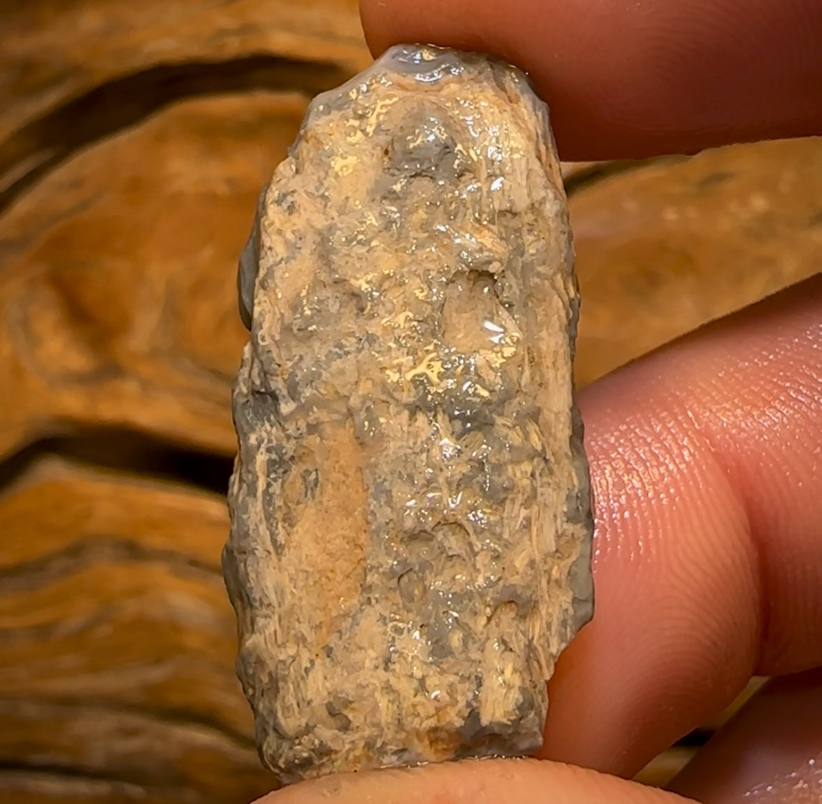 Auction Fall-Through = Your Gain! 🔥 Now More Than 50% Off RRP 🚨 27.6cts - Lightning Ridge Wood / Vegetation Fossil Opal Rough Specimen