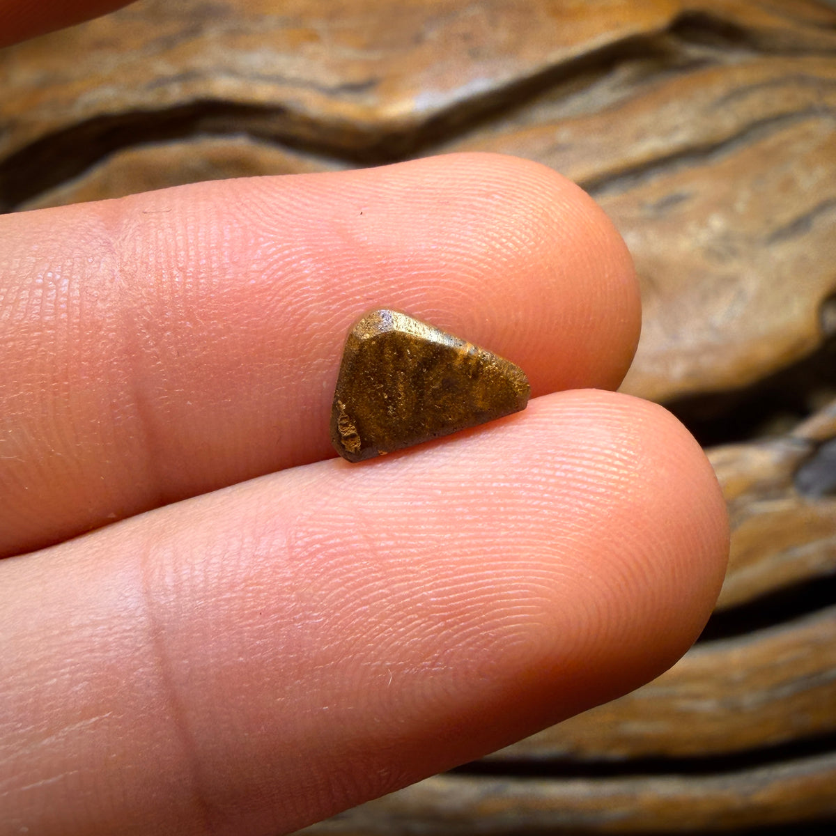 1.7cts - Queensland Boulder Seam Opal from Winton