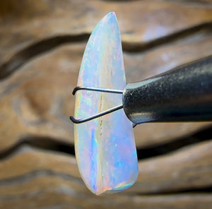 4.15cts - Rare Polished Opalised Shell Fossil from South Australia