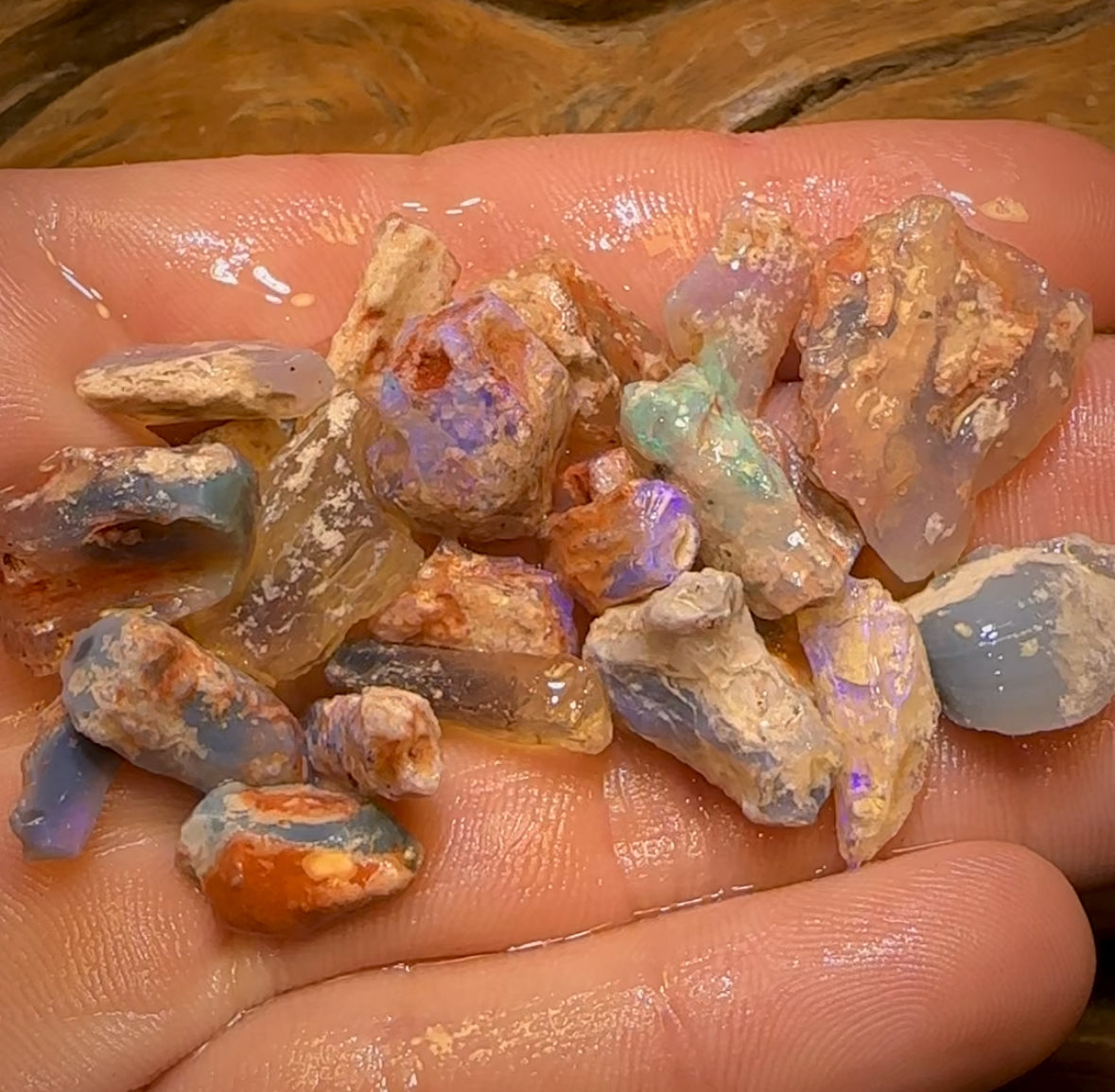 87.8cts - 22x Opalised Fossil Geological Specimens from Lightning Ridge