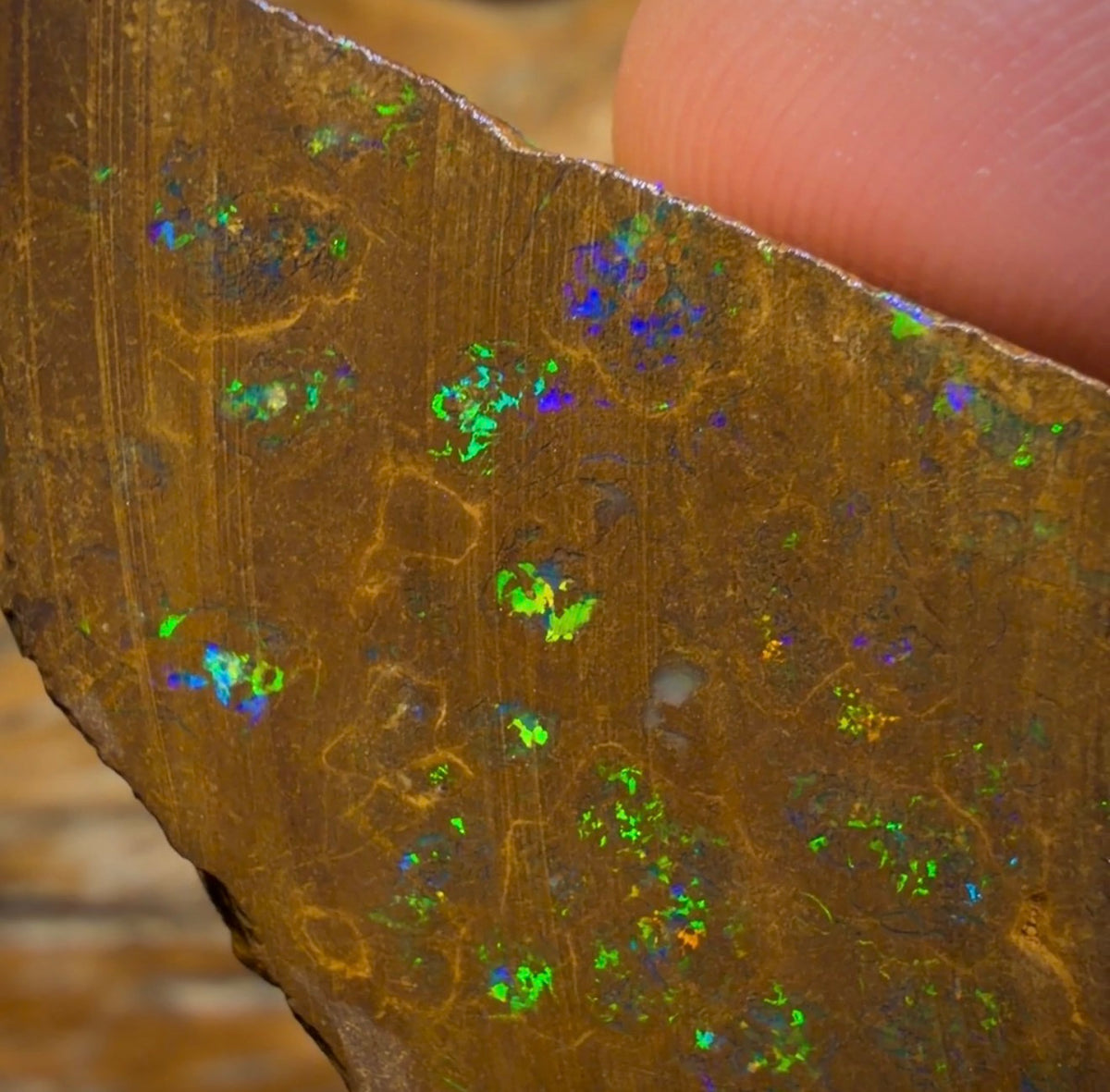 Wildcard! 76.7cts - Australian Boulder Opal Rough Piece. Bubble Band