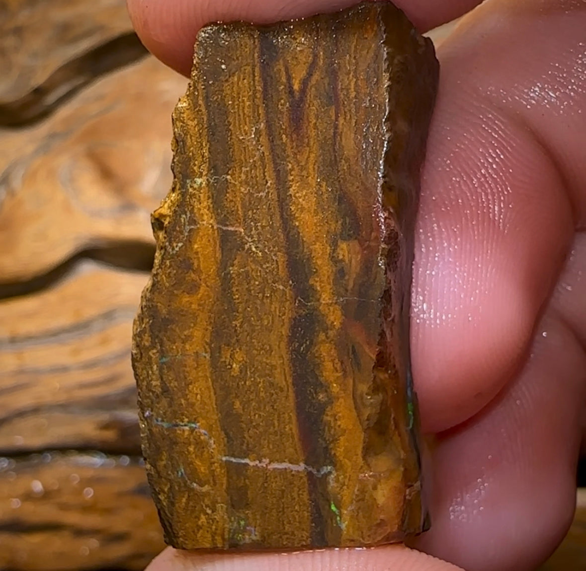 61.7cts - Australian Boulder Opal Rough Preform. Natural Split - Opal Whisperers