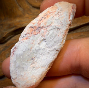 62.4cts - Opalised Shell Rare Geological Rough Specimen from Lightning Ridge