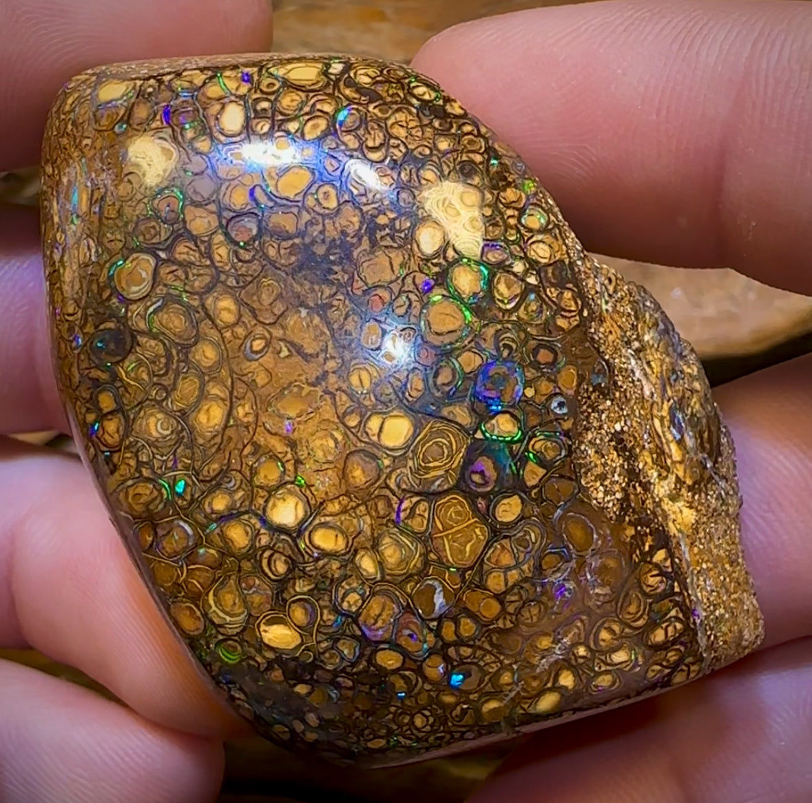 322.1cts - Rare Polished Tribal Yowah Nut Opal Geological Specimen with Gypsum