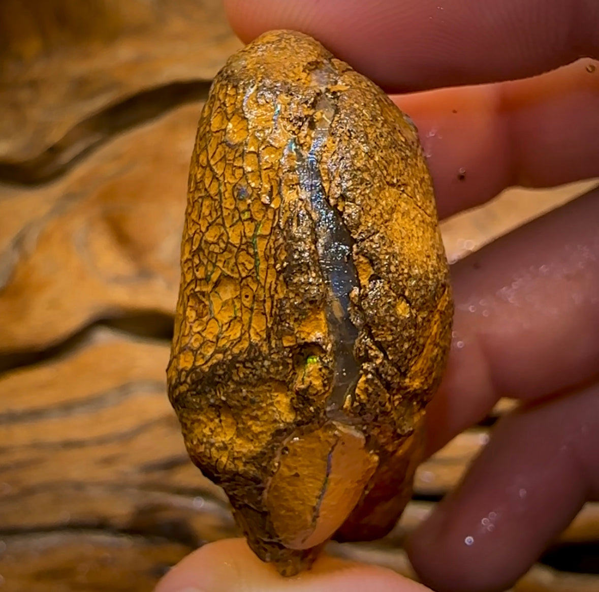 151.8cts - Unopened Yowah Nut Opal Rough Piece. Gamble Nut Showing Colour! - Opal Whisperers