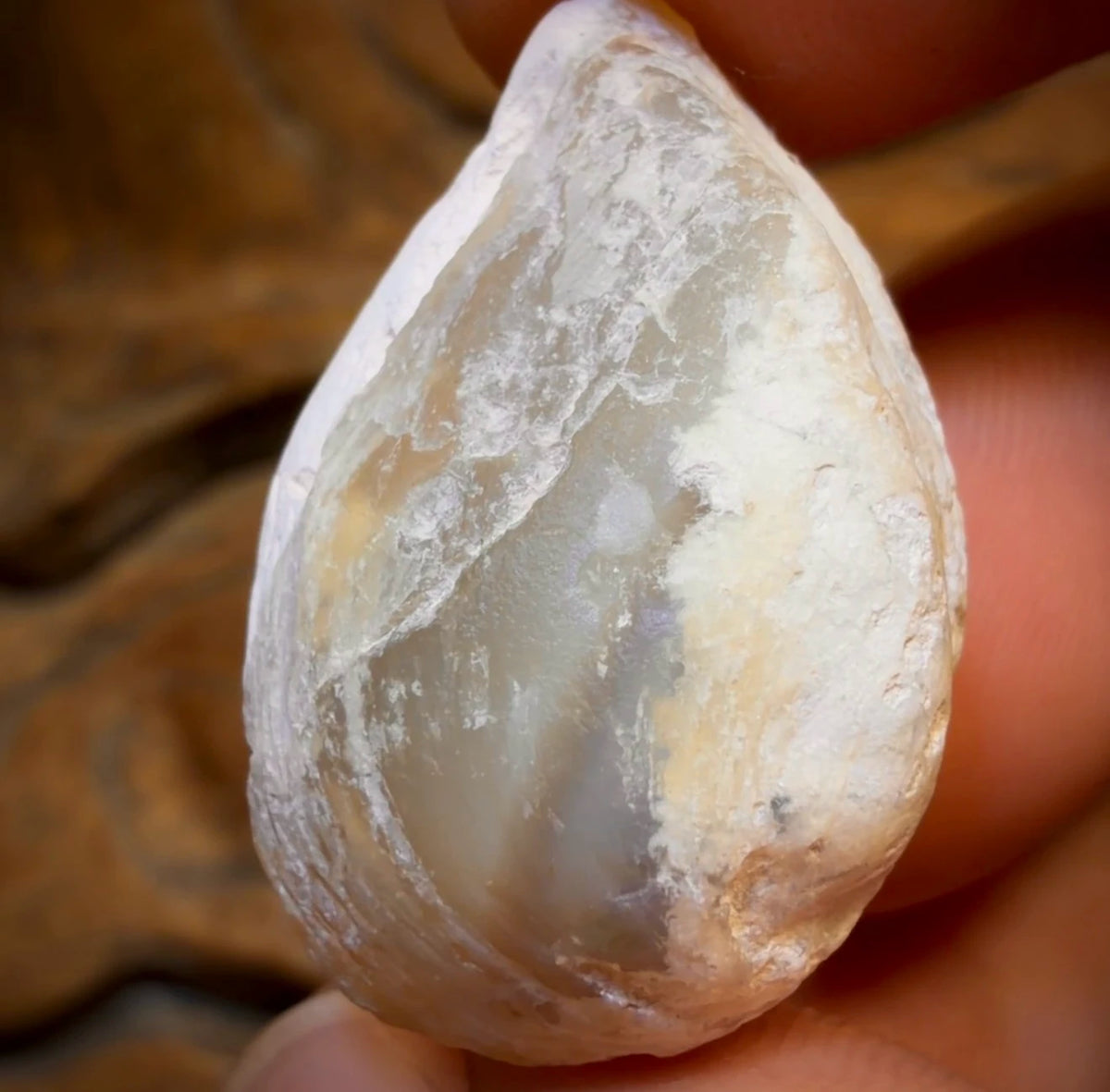 36.1cts - Opalised Shell Rare Geological Rough Specimen from Lightning Ridge