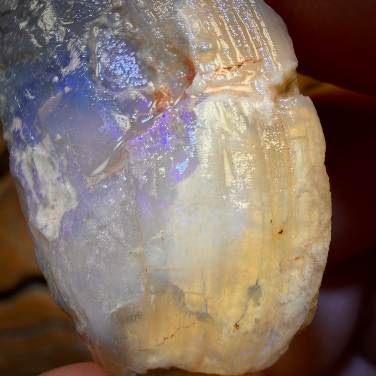 58.2cts - Opalised Shell Rare Geological Rough Specimen from Lightning Ridge