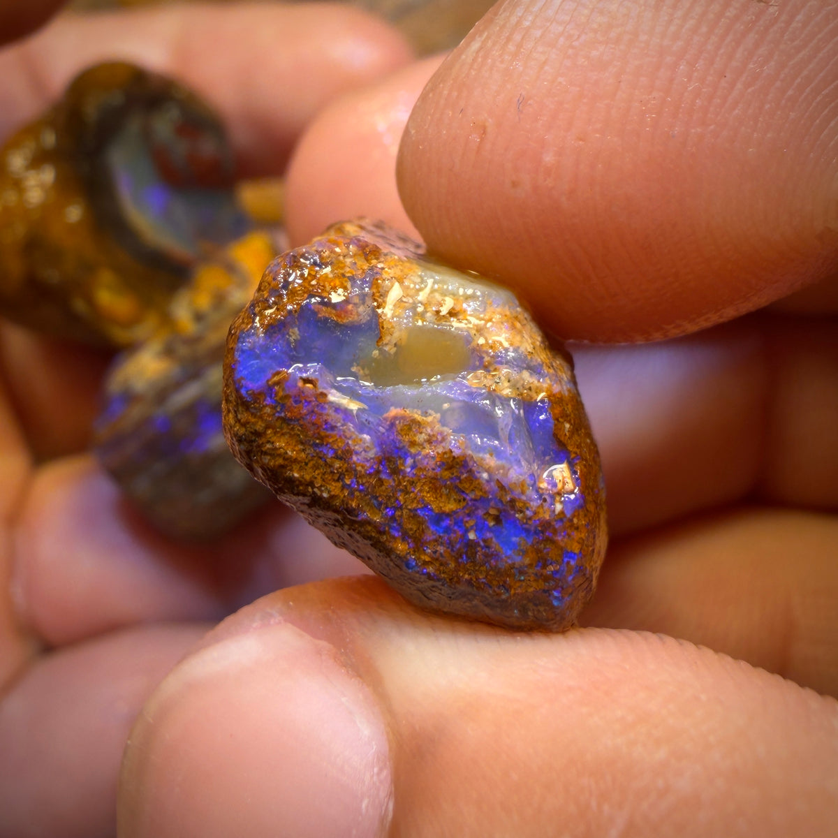 🔨 AUCTION 🔨 154.7cts - 3x Yowah Nut Rough Opal Parcel. Fossil and Kernel!