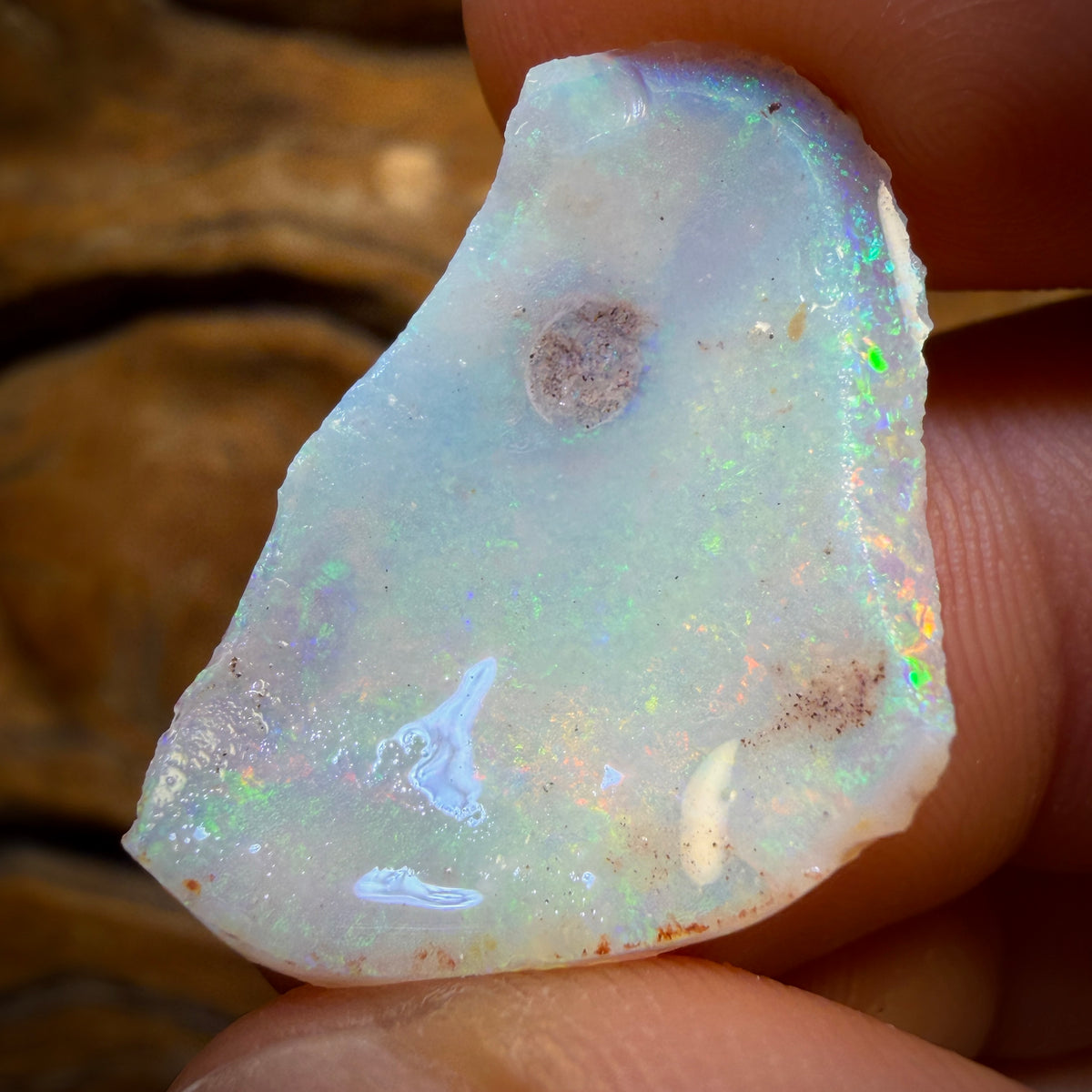 18,2 ct – 2x opalisierte Muschelrohlinge aus Südaustralien