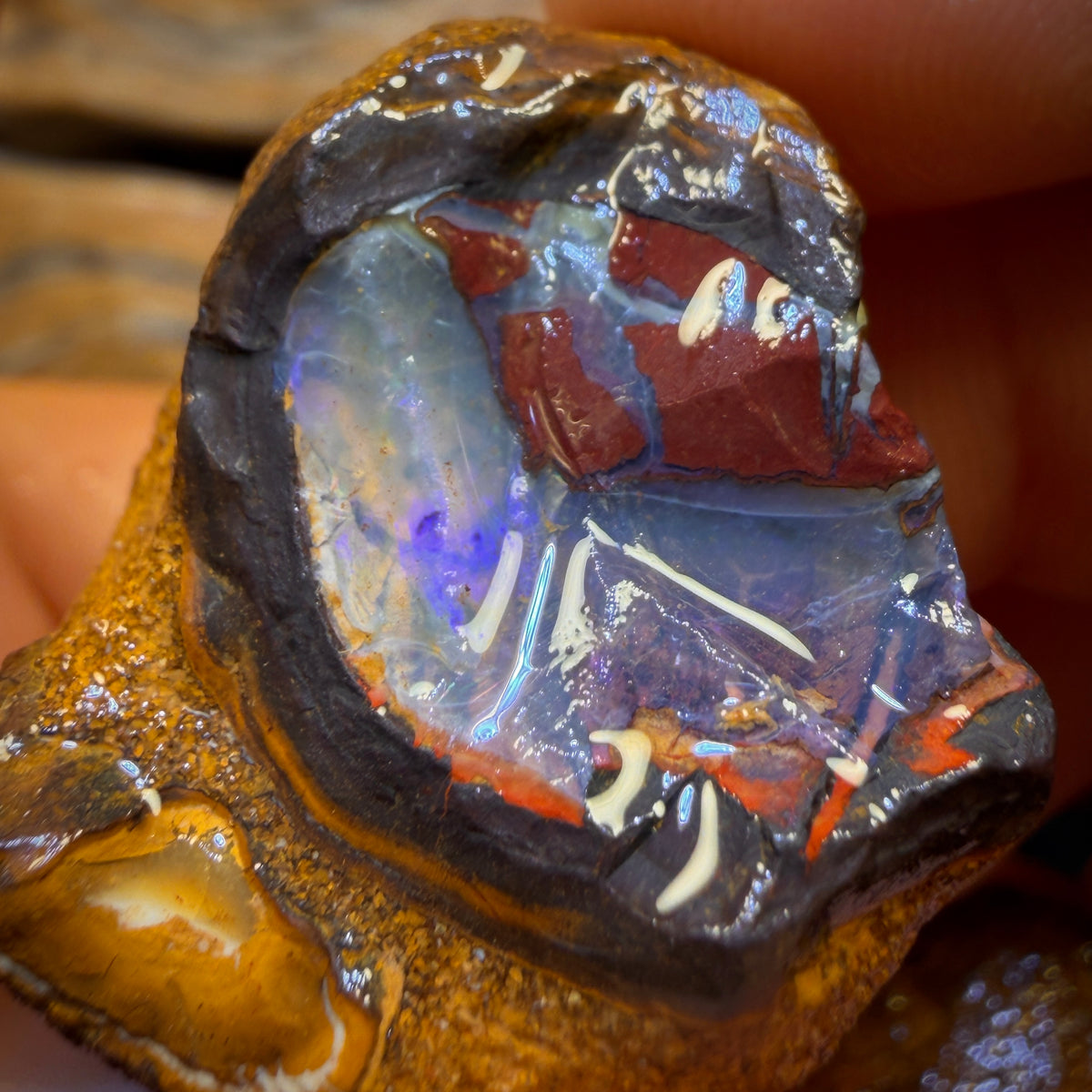 🔨 AUCTION 🔨 154.7cts - 3x Yowah Nut Rough Opal Parcel. Fossil and Kernel!