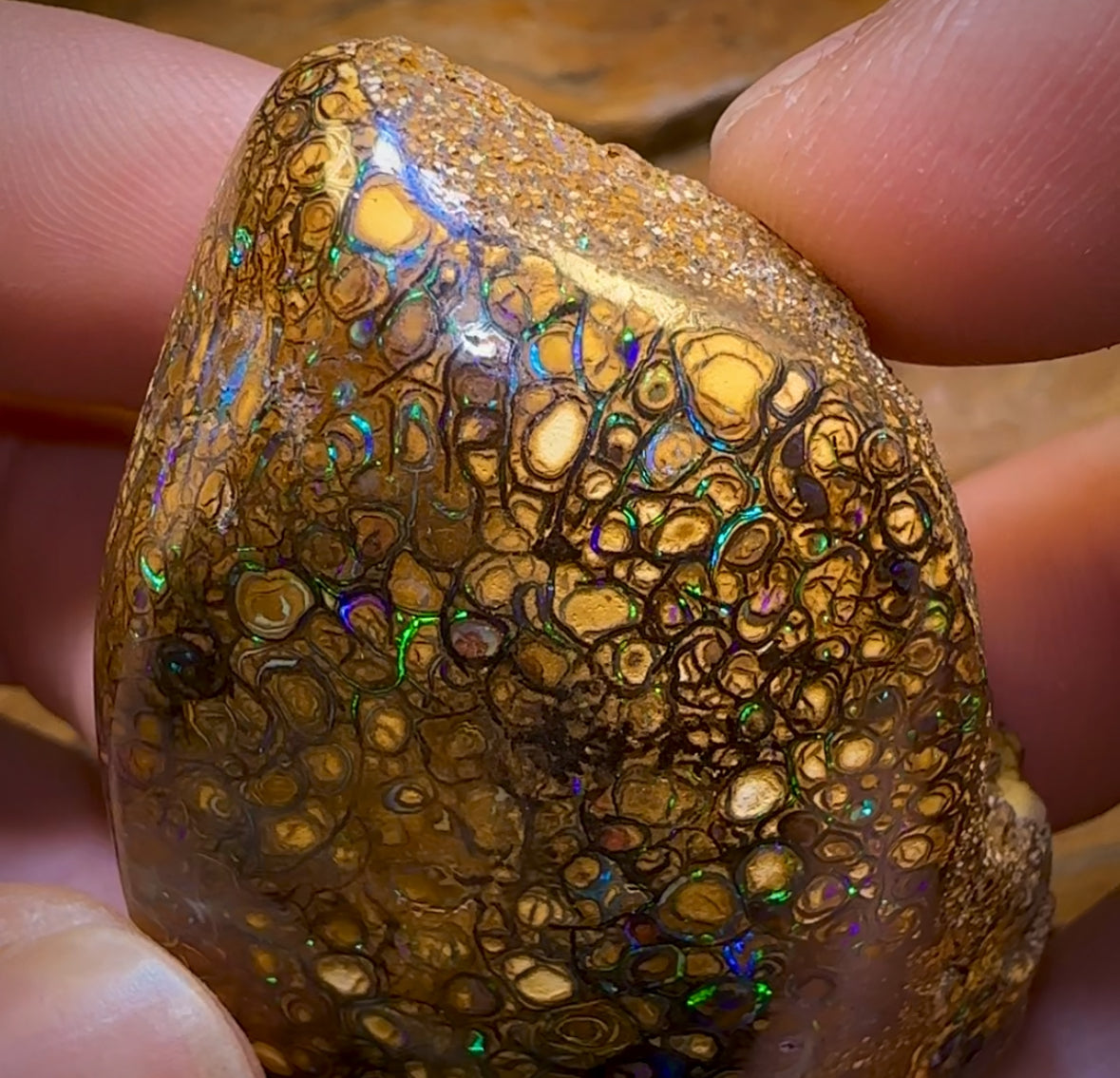 322.1cts - Rare Polished Tribal Yowah Nut Opal Geological Specimen with Gypsum