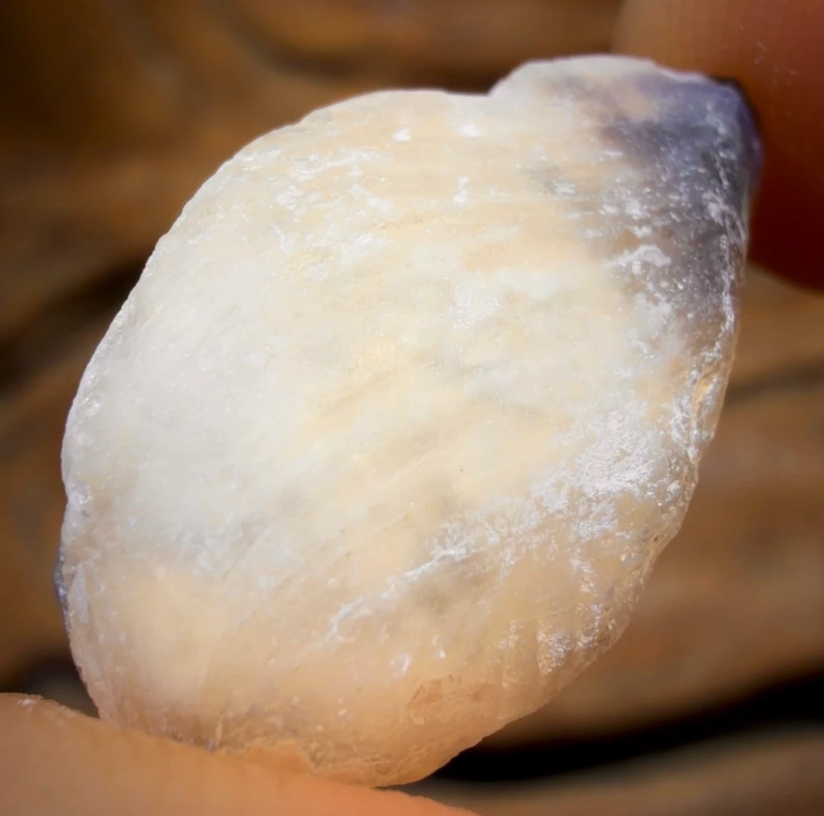 16.1cts - Opalised Shell Rare Geological Rough Specimen from Lightning Ridge