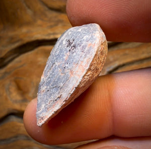 35.6cts - Opalised Shell Rare Geological Rough Specimen from Lightning Ridge