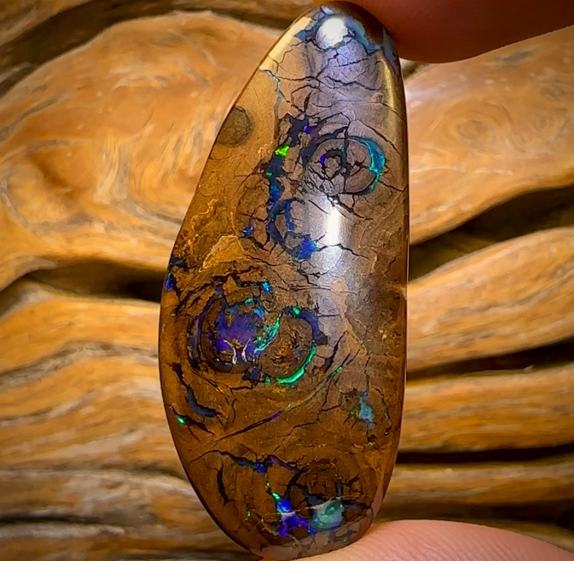 66.1cts - Queensland Boulder Opal from Yowah