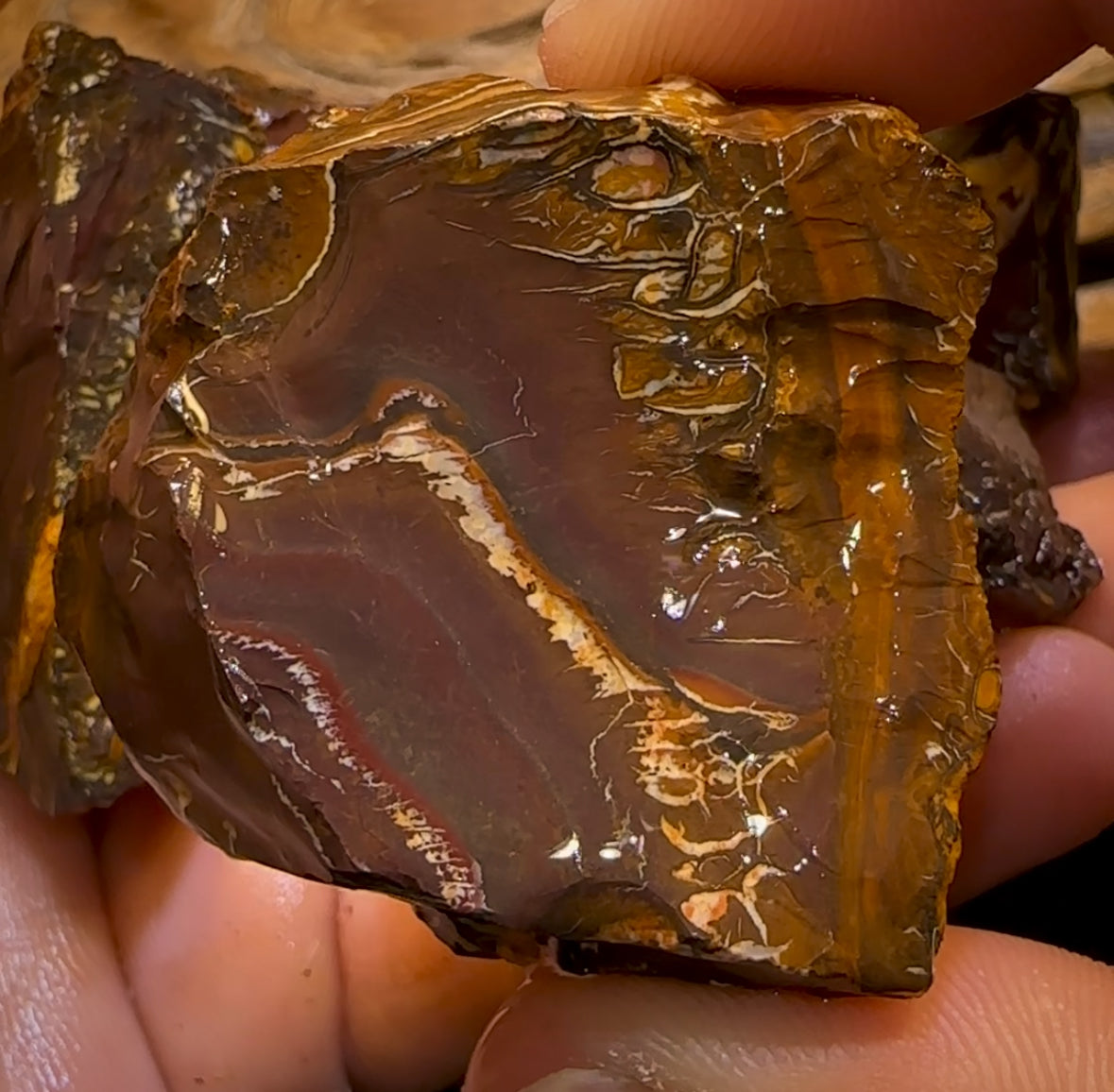 5x Queensland Boulder Opal Cutting Rough. Bulk Listing