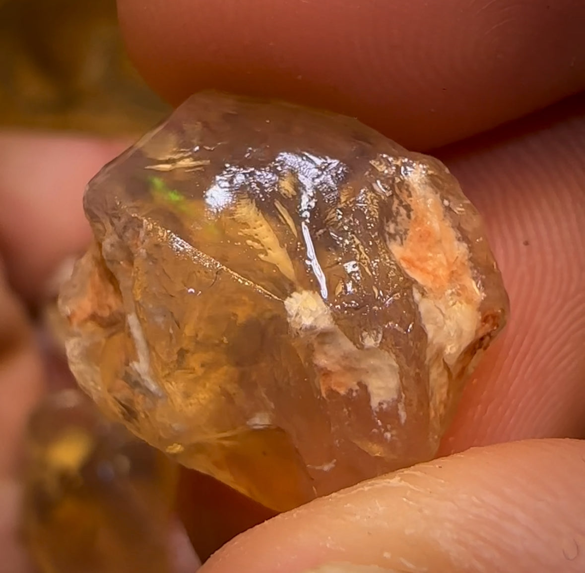 68.5cts - 6x Opalised Shell Geological Specimens from Lightning Ridge