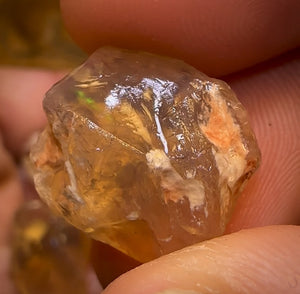 68.5cts - 6x Opalised Shell Geological Specimens from Lightning Ridge