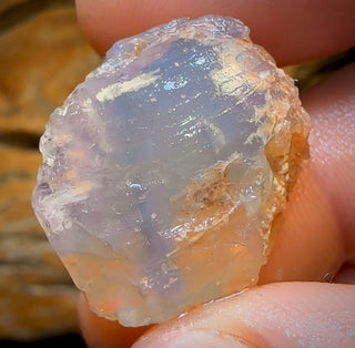 39.3cts - Opalised Shell Rare Geological Specimen from Lightning Ridge
