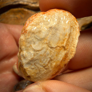 114.8cts - 4x Opalised Fossil Shell Specimens. Featured on ‘Outback Opal Hunters’!