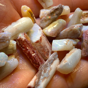 3 for $149! South Australian Fossil Belemnite Rough Opal Specimens. BULK LISTING BARGAIN