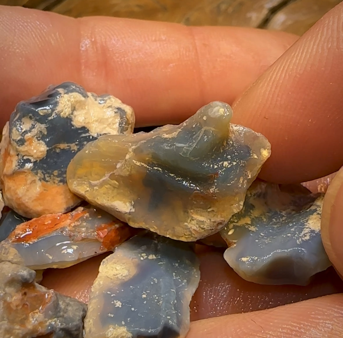 136.1cts - 9x Opalised Fossil Geological Specimens from Lightning Ridge