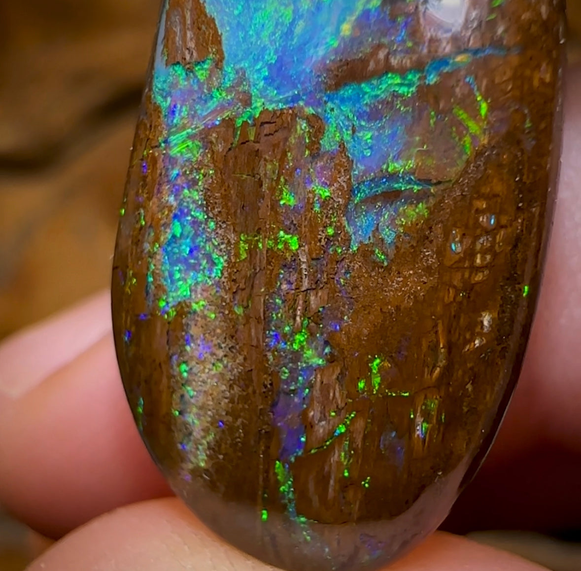 32.5cts - Magnificent Wood Fossil Opal from Yowah - Opal Whisperers