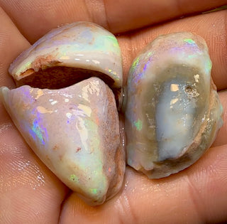 151.9cts - 3x Opalised Fossil Shell Specimens from South Australia