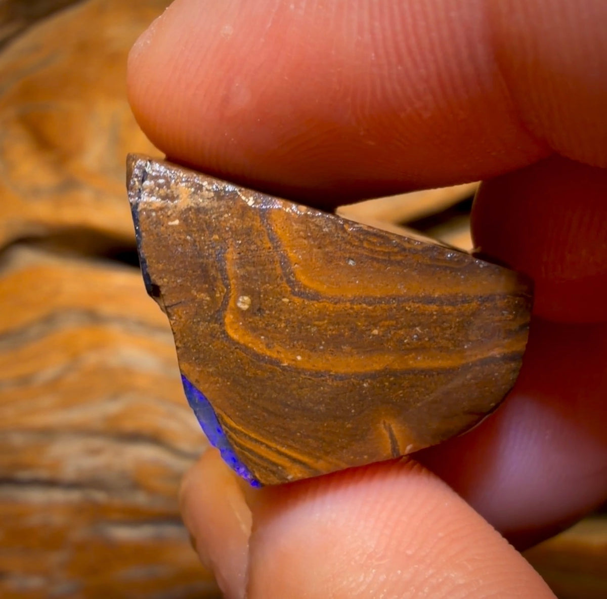 Wildcard! 98.1cts - Queensland Boulder Seam Opal Rough Specimen Piece