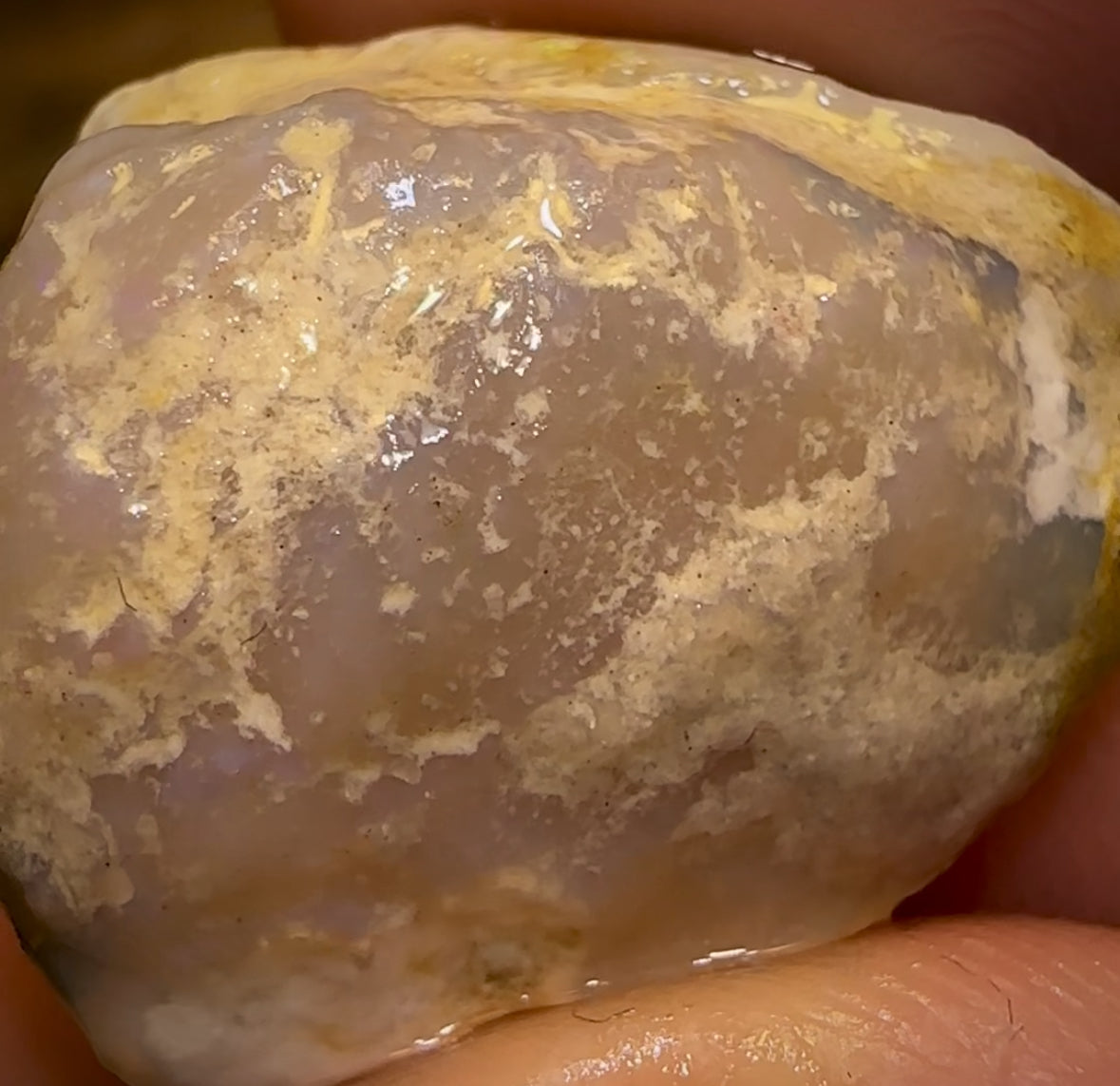 Auction Fall-Through = Your Gain! 🔥 Now More Than 50% Off RRP 🚨 23.8cts - Opalised Shell Rare Geological Specimen from South Australia