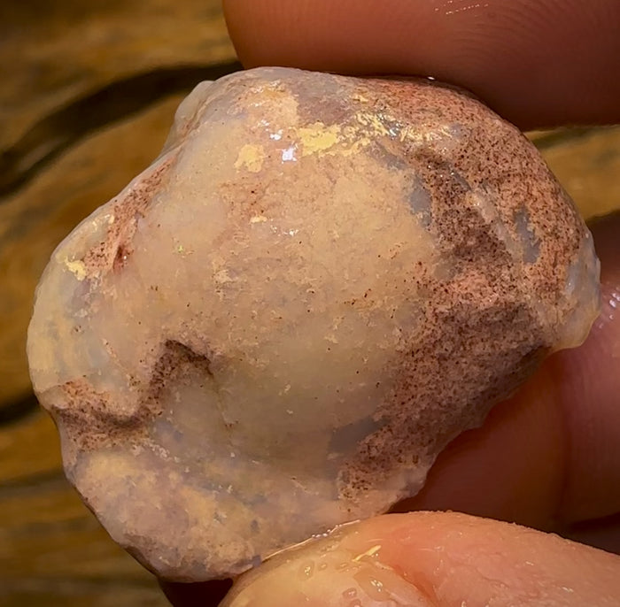 🔨 AUCTION 🔨 No Reserve 50.2cts - Opalised Shell Rare Geological Specimen from South Australia