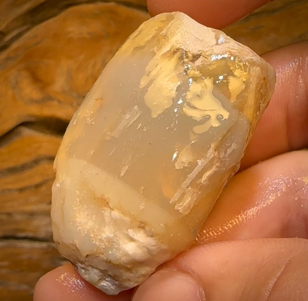 134.8cts - Opalised Shell Rare Geological Specimen from Lightning Ridge