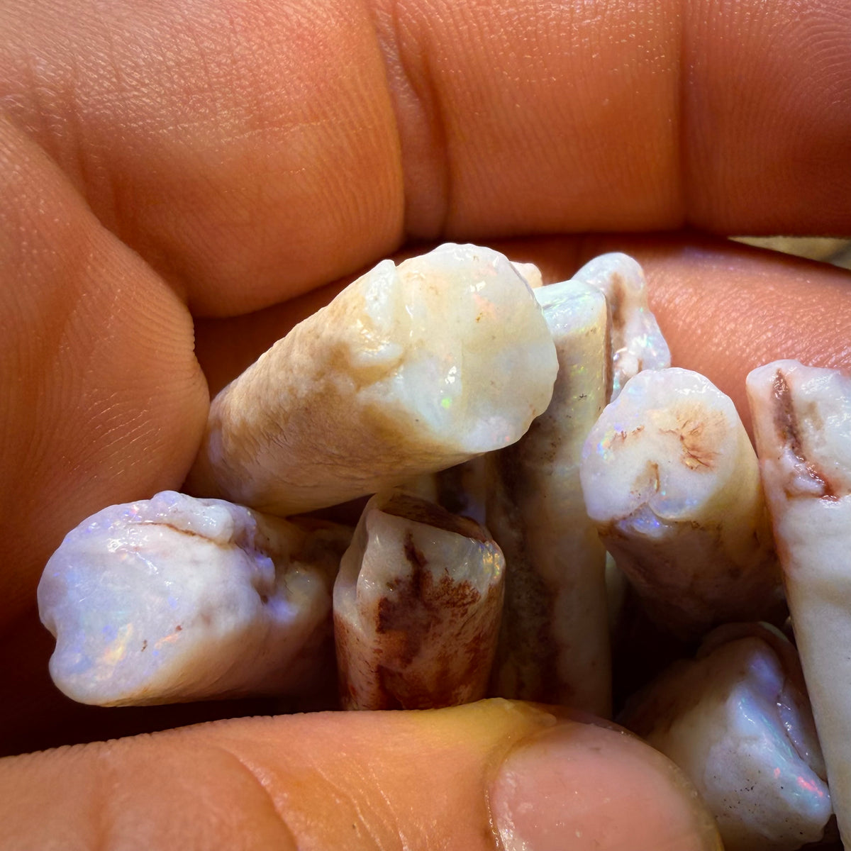South Australian Fossil Belemnite Rough Opal Specimens. BULK LISTING BARGAIN