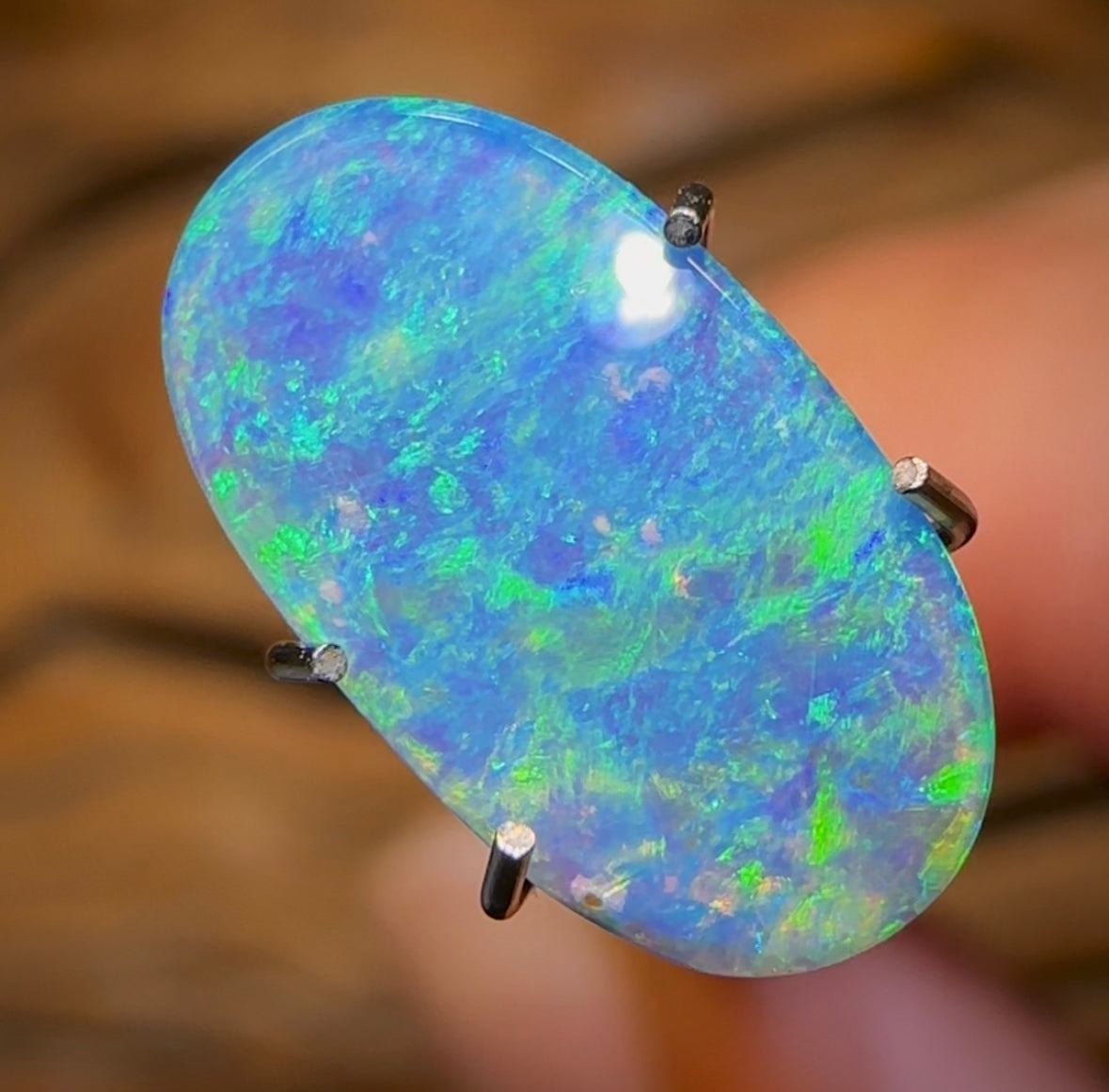 1.6cts - TOP Australian Boulder Opal Doublet. Rare Opal Pipi Shell Replacement - Opal Whisperers