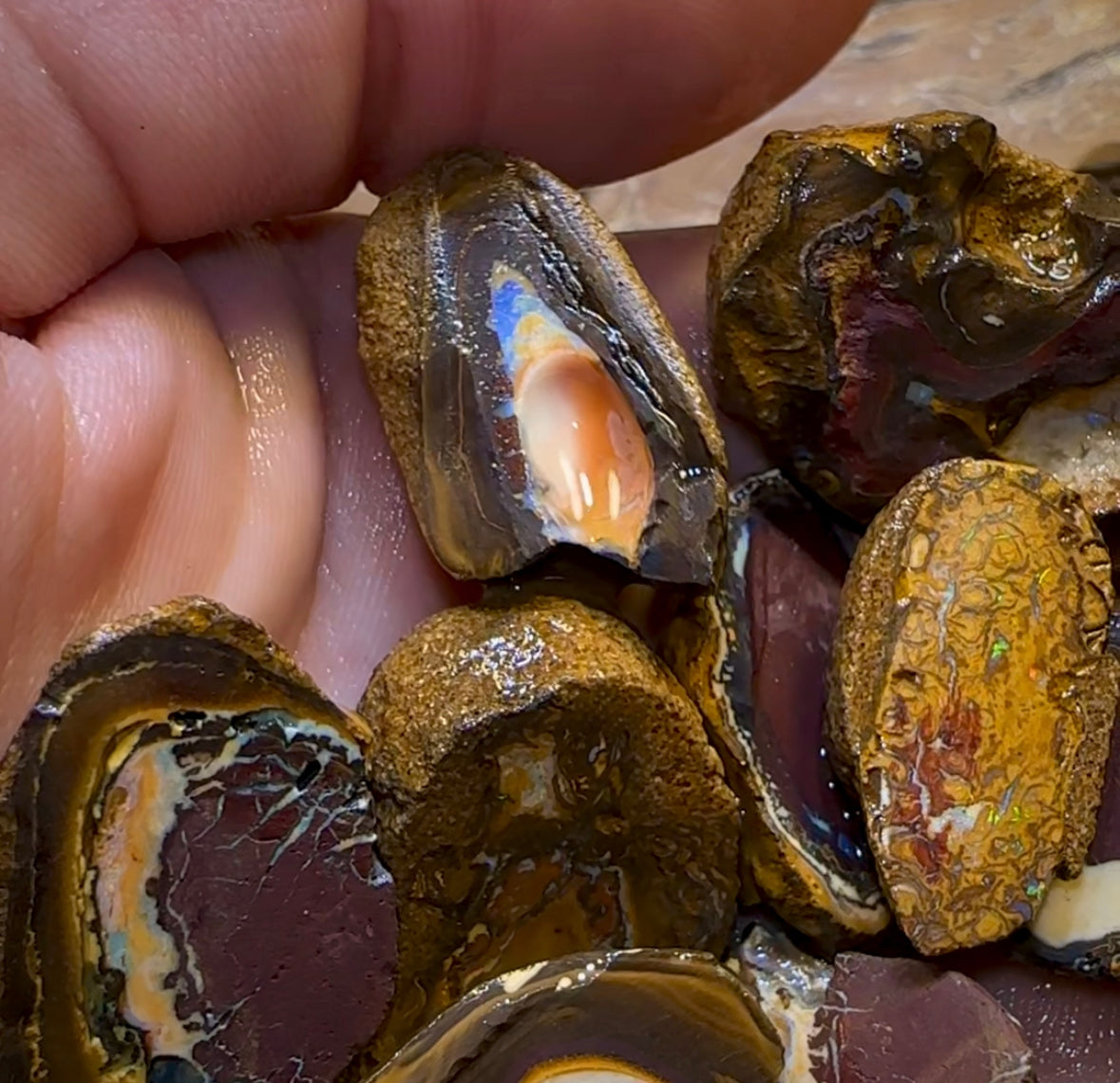 92.1g - 12x Queensland Boulder Rough Opal Parcel - Opal Whisperers