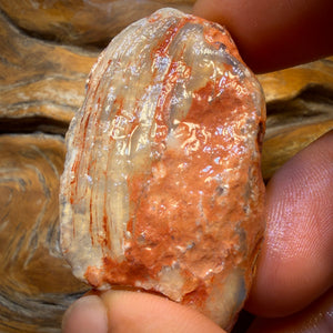 102.2cts - Opalisierte Muschel Geologisches Exemplar aus Südaustralien