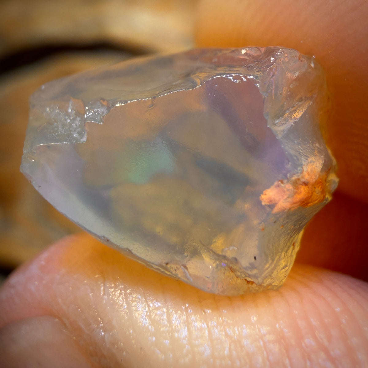 🔨 AUCTION 🔨 18.8cts - Opalised Shell Geological Specimen from South Australia. Pure Water Crystal