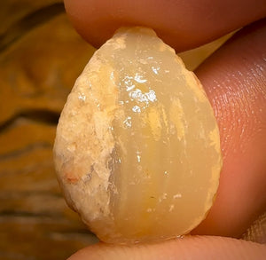 20.9cts - Opalised Shell Rare Geological Specimen from Lightning Ridge