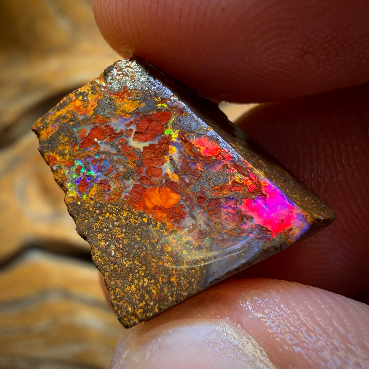 19.5cts - Super Rare Koroit Nut Opal Rub. Magenta Red!