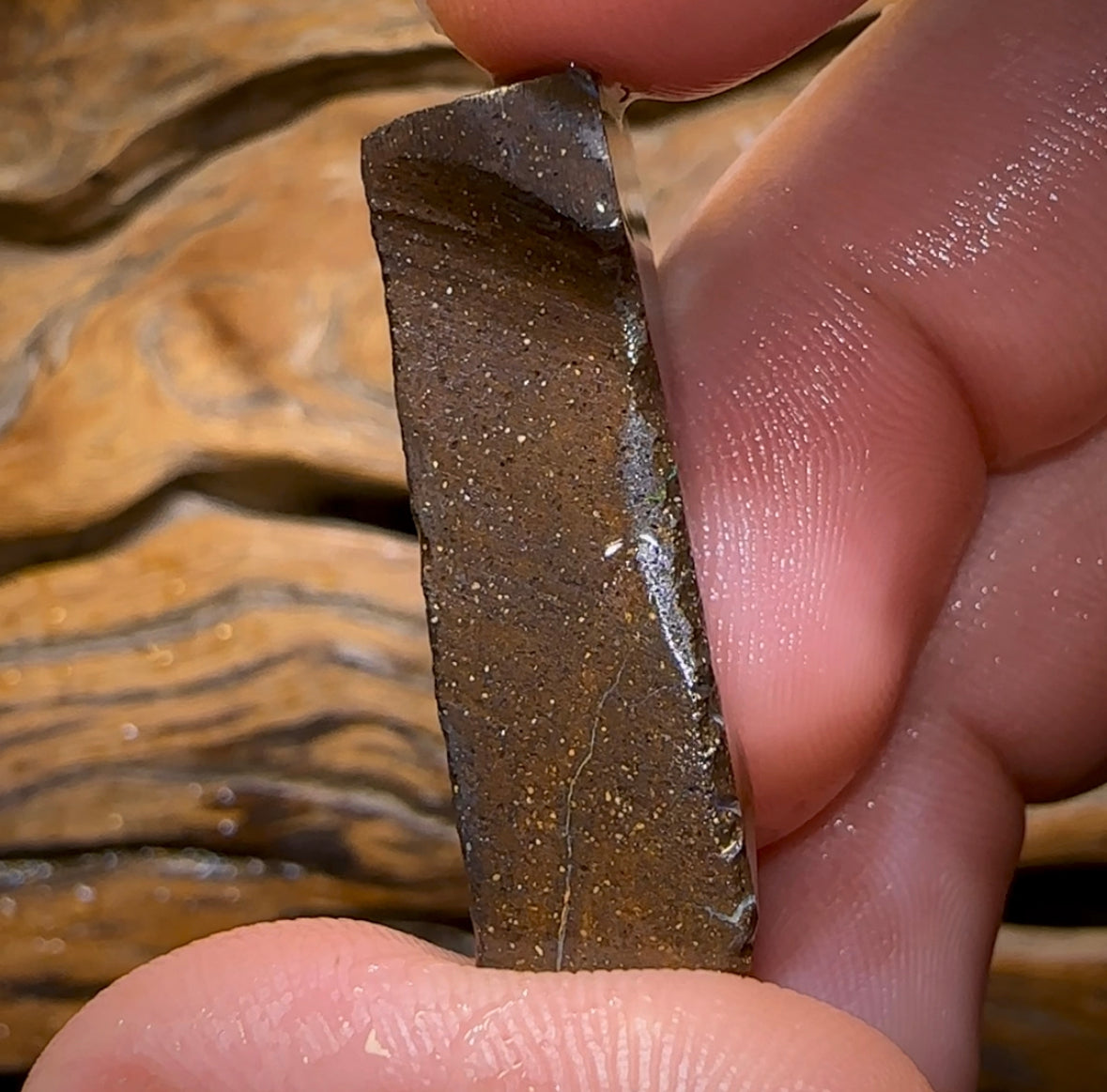 49.5cts - Australian Boulder Opal Rough Preform. Natural Split - Opal Whisperers