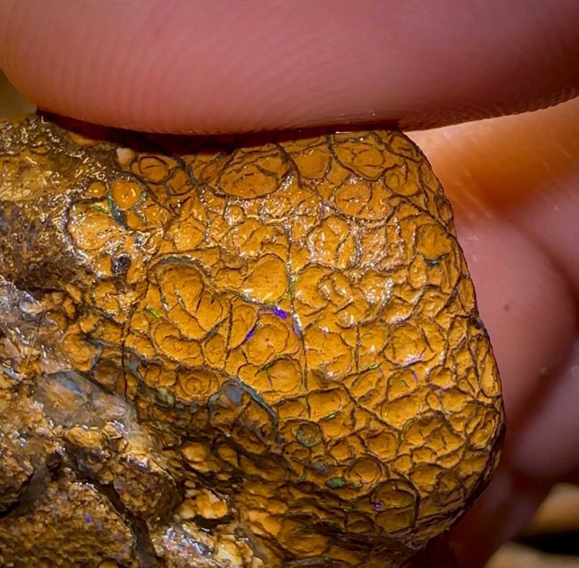 151.8cts - Unopened Yowah Nut Opal Rough Piece. Gamble Nut Showing Colour! - Opal Whisperers