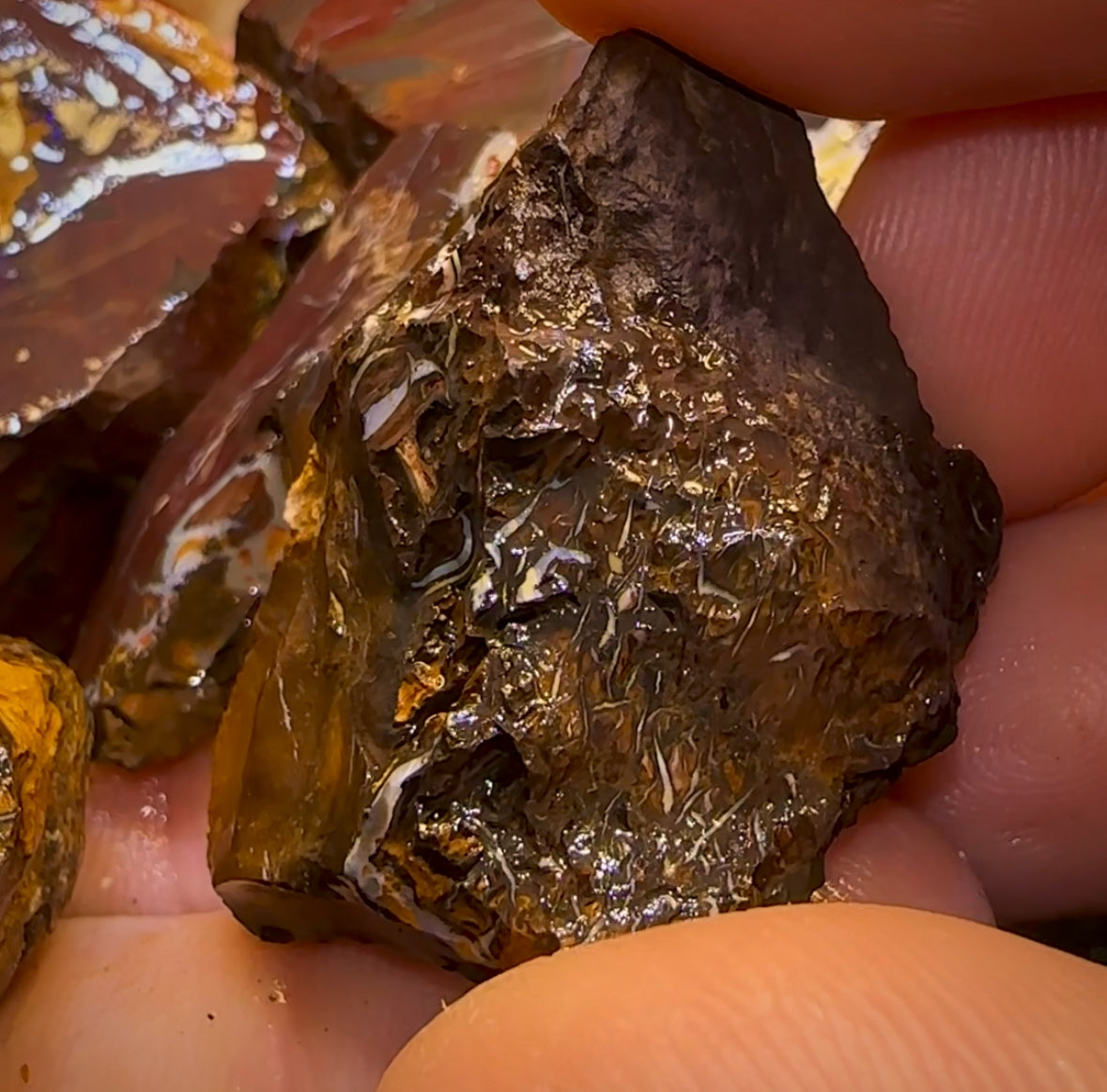 5x Queensland Boulder Opal Cutting Rough. Bulk Listing