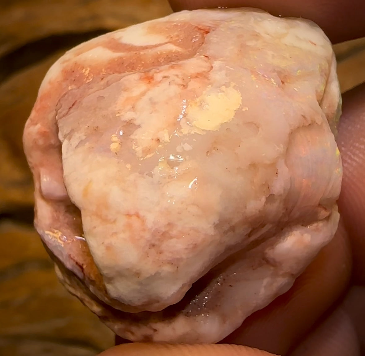 39.6cts - Opalised Shell Rare Geological Specimen a from South Australia